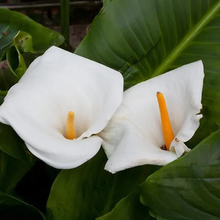 Cetina 아파트 *