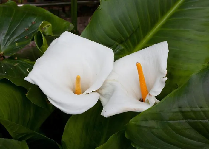 Cetina Apartamento *